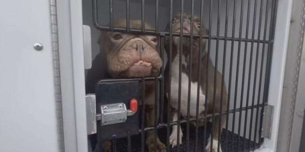Man sentenced in Commerce City animal cruelty case